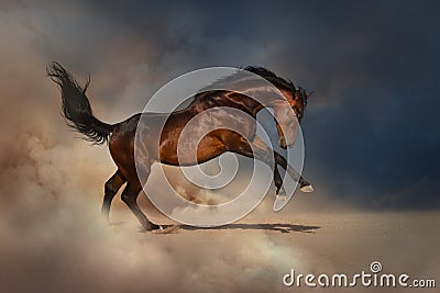 Bay horse in dust Stock Photo