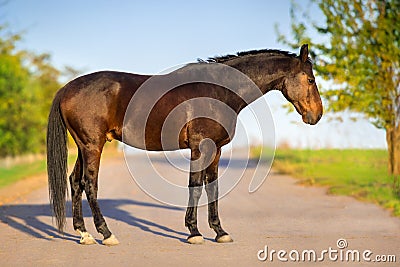 Horse exterior outdoor Stock Photo