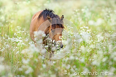 Bay hutsul horse Stock Photo