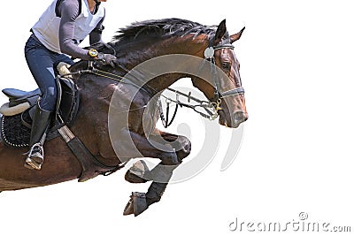 Bay horse jumping on white background. Stock Photo