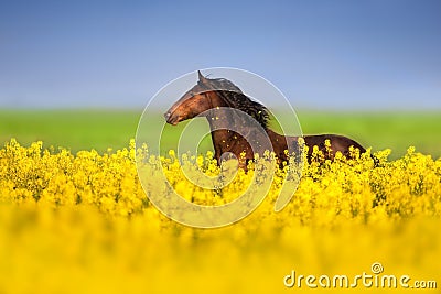 Bay horse on rape Stock Photo