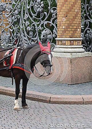 Bay horse on the pavement at the old openwork fence Stock Photo