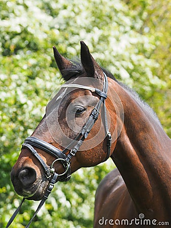 Bay Horse In Snaffle Bridle Stock Photo