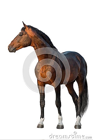 Bay horse standing on white Stock Photo