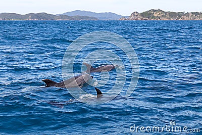 Bay of Islands dolphins Stock Photo