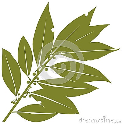 Bay-leaf Stock Photo