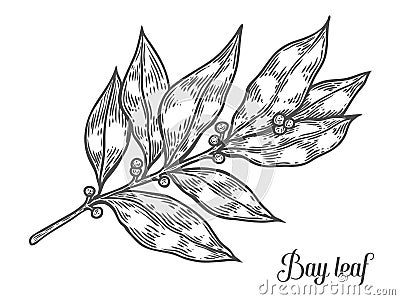 Bay leaf fresh herb plant vector hand drawn illustration on white background. Vector Illustration