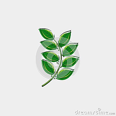 Bay leaf set. Collection icon bay leaves. Vector Vector Illustration