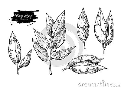 Bay leaf vector hand drawn illustration. Isolated spice object. Vector Illustration