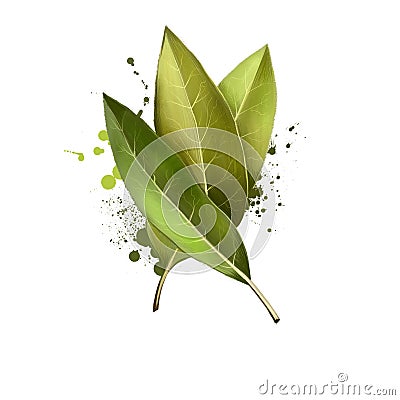 Bay leaves isolated on white background. Dry bay leaf. Dried laurel bay leaves in bundle. Herbs spices. Healthy food natural Stock Photo