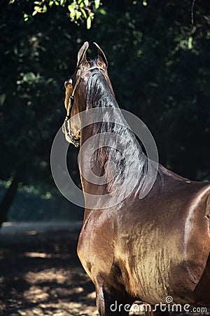 Bay Marwari mare in garden. back view Stock Photo