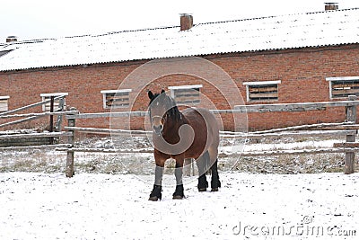 Bay Russian shire horse Stock Photo