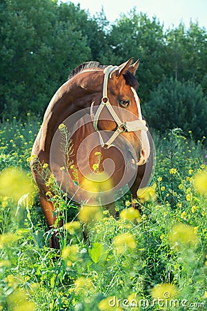 Bay sportive horse posingin bloosom pasture. Stock Photo