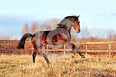 Bay stallion galloping Stock Photo