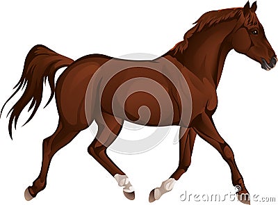 Bay stallion Vector Illustration