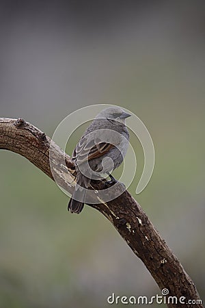 Bay winged Cowbird, perched on a trunk, Stock Photo