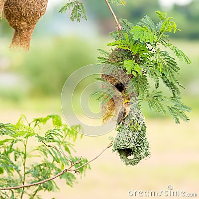 Baya weaver bird on nest Stock Photo