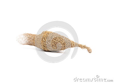 Baya weaver bird skylark nest on white background Stock Photo