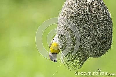 Bird Nest and Baya Weaver Stock Photo