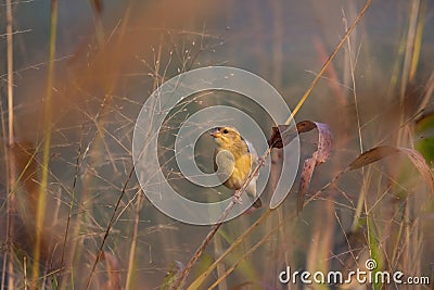 Baya weaver Ploceus philippinus perching on the grass twig in the Forest Stock Photo