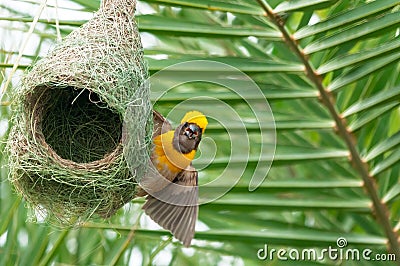 Baya weaver sitting on its nest making a call Stock Photo