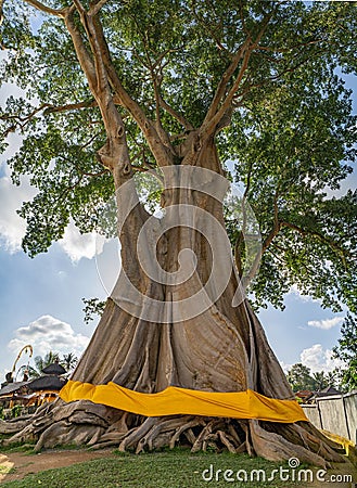 Bayan Ancient Tree or Kayu Putih Giant Tree In Bali, Indonesia Stock Photo