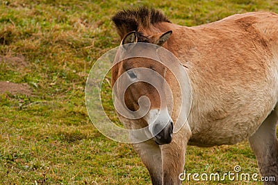 Bayerisher Wald natural park: wild horses Stock Photo