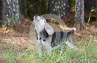 Baying Beagle Rabbit hunting hound dog barking Stock Photo