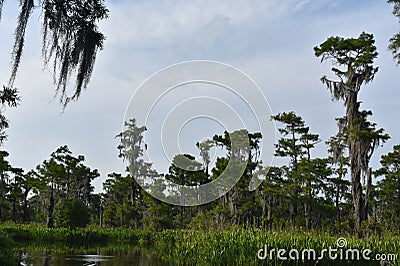 Bayou With Fauna Thriving in Southern Louisiana Stock Photo