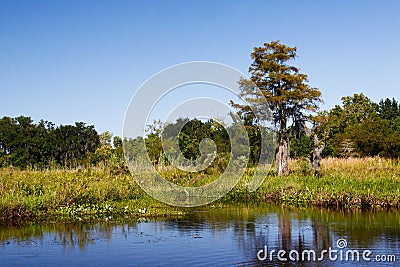 Bayou - Horizontal Landscape Stock Photo