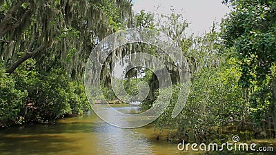Bayou-Sumpf 2 stock video Bayou-Sumpf 2 stock video