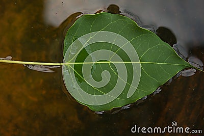 Bbodhi Leaf Stock Photo