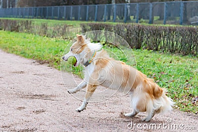 BBorder collie. The dog catches the ball on the fly. Stock Photo