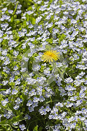 Be different, No man is an island. A lone dandelion flower blooms in the middle of a meadow with blue forget-me-not flowers Stock Photo