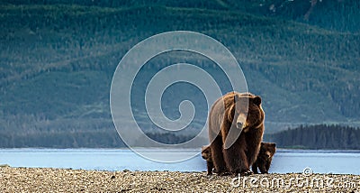 Huge mother bear together with two small cubs. Stock Photo