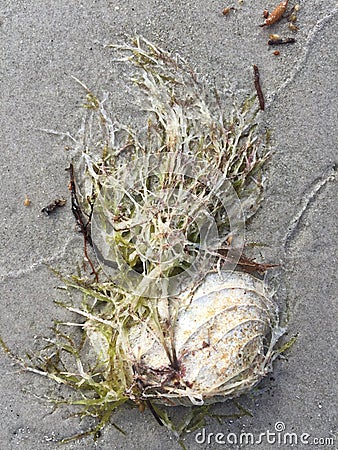 Beach art seaweed shells sand Stock Photo