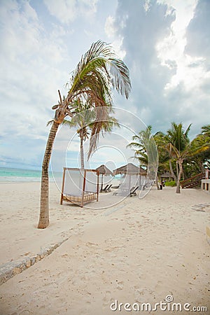 Beach beds near big palmtree at tropical exotic Stock Photo