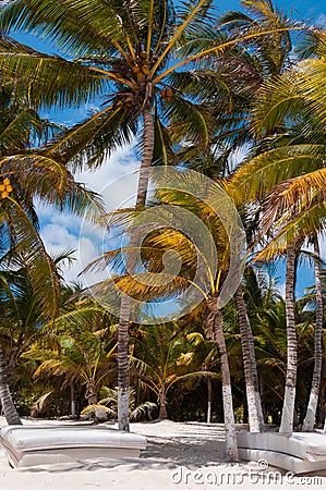 Beach beds under palm trees on Caribbean Stock Photo