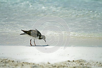 Beach Bird Stock Photo