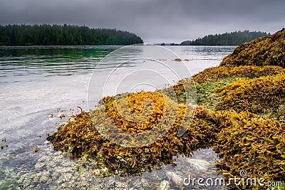 Beach and coastline in the Broken Group Islands, off the west co Stock Photo