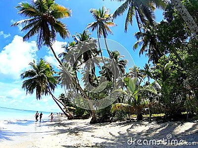 Beach with Coconut Trees Editorial Stock Photo
