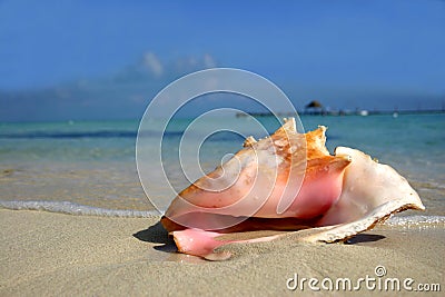 Beach Conch Stock Photo