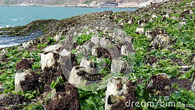 Oceanic flora, seashells, seaweed. India, Gokarna Stock Photo