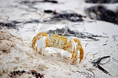 Beach Crab Stock Photo