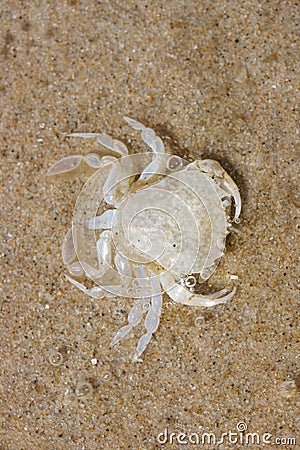 Beach crab (Carcinus maenas) Stock Photo