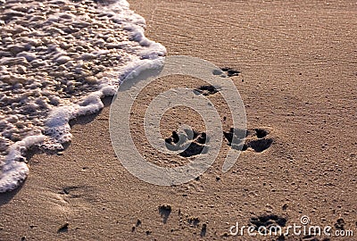 Beach with dog pawprints Stock Photo