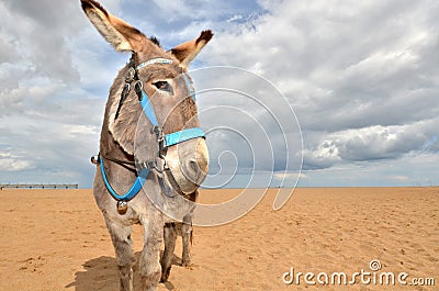 Beach Donkey Stock Photo