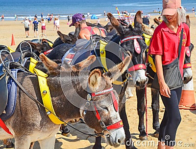 Beach Donkey Rides Editorial Stock Photo