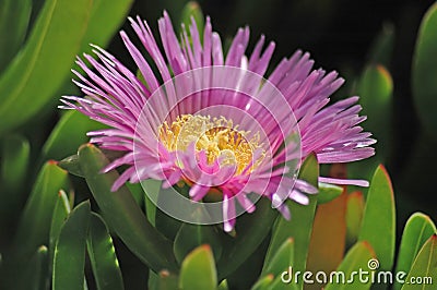 Beach Flower Stock Photo