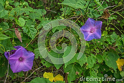 Beach Flower Gone Wild Stock Photo